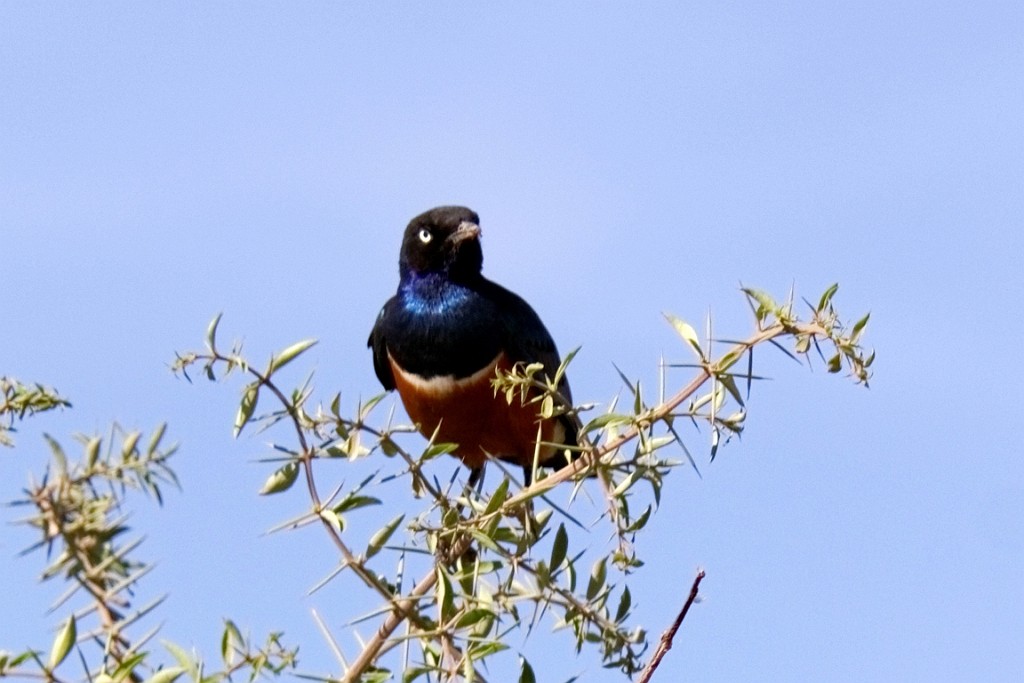 Kenia (129).jpg